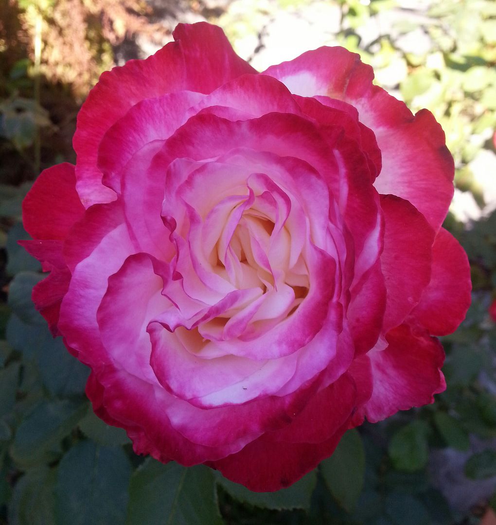  photo 20140913_092312-1_zpsv1kiuq4g.jpg